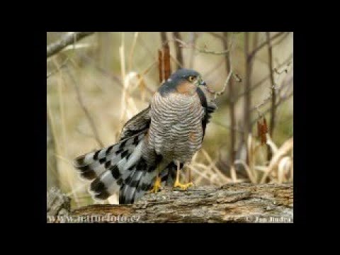 how to trap sparrowhawk (Accipiter nisus) მიმინოს დაჭერა.